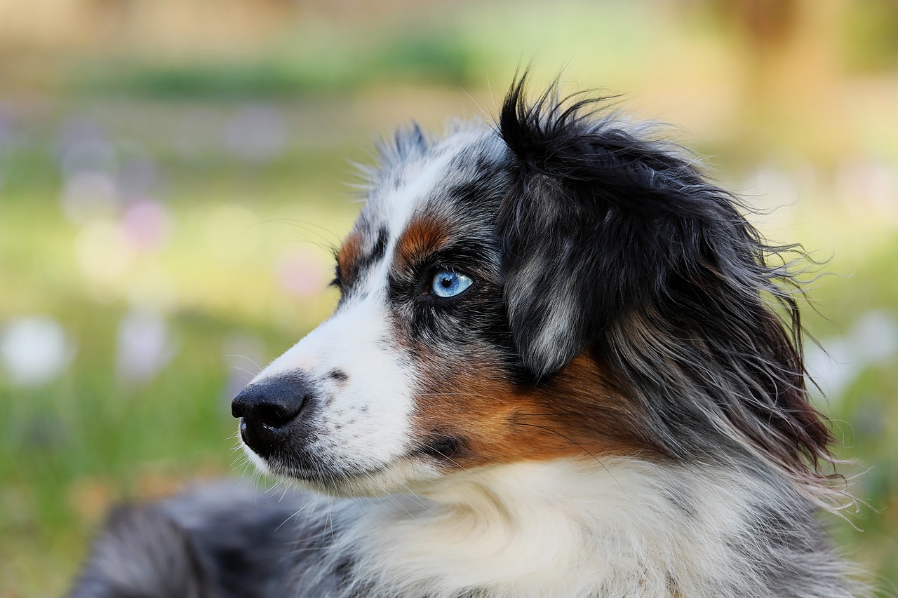 Choosing the Right Australian Shepherd Muzzle Dog Muzzle