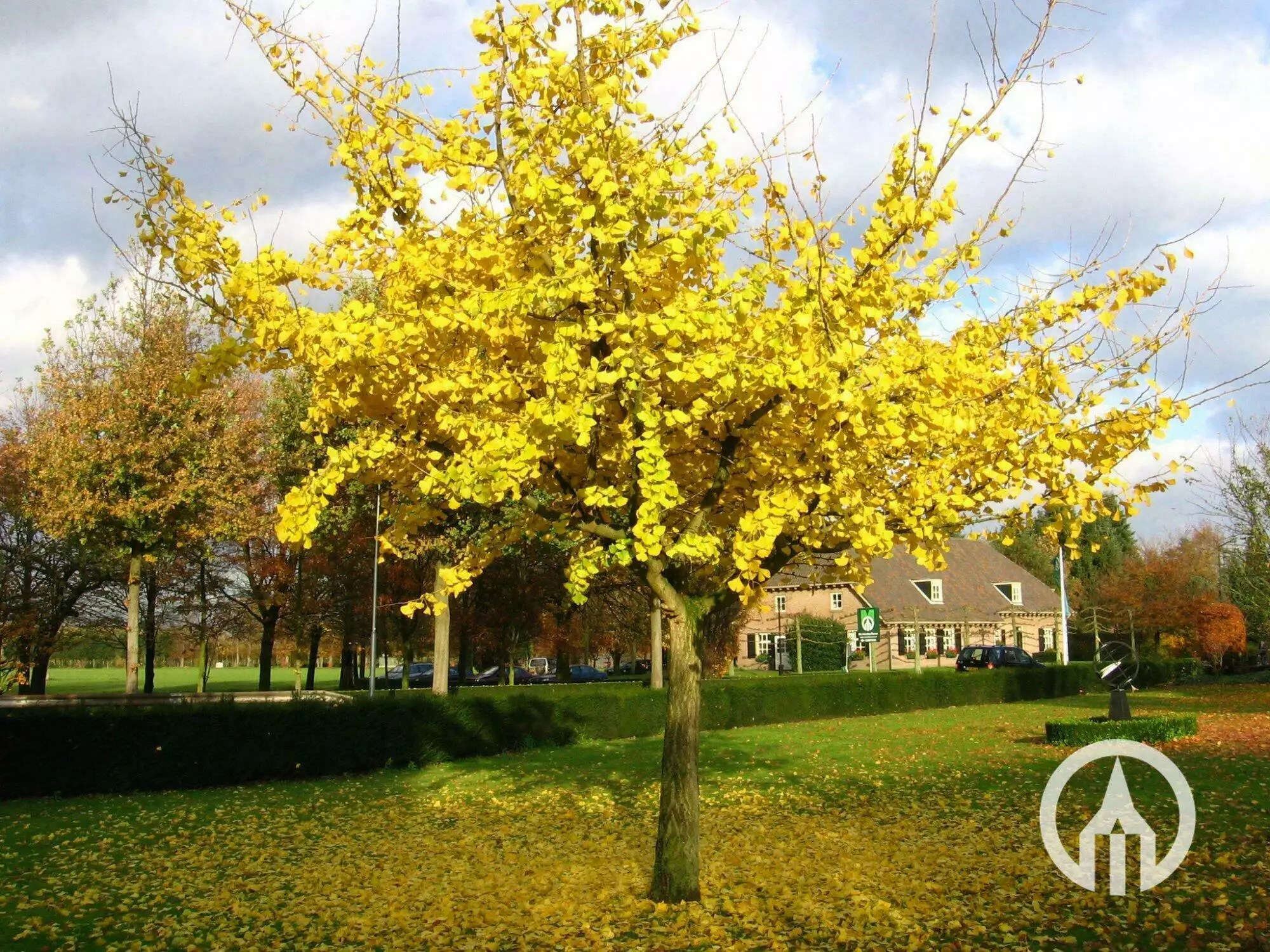 Ginkgo biloba ‘Horizontalis’ Japanese walnut tree Boomkwekerijen M