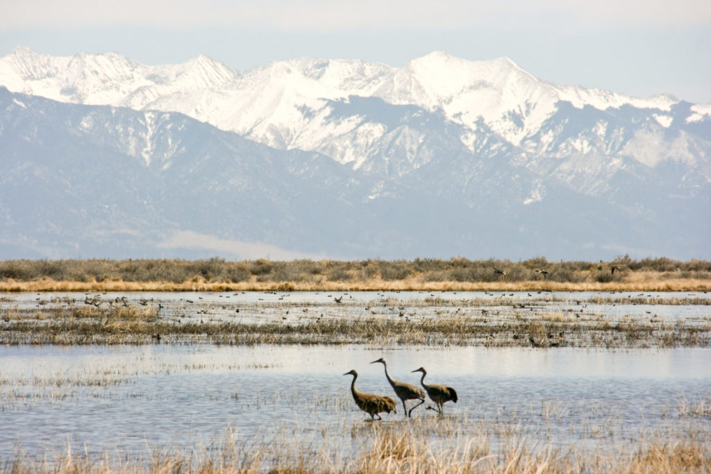 Monte Vista Crane Festival Where the CRANES meet the MOUNTAINS