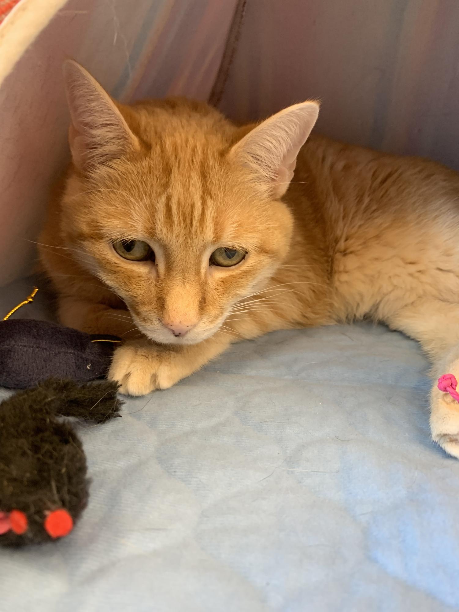 The Smitten Kitten Cat Cafe The MV Current