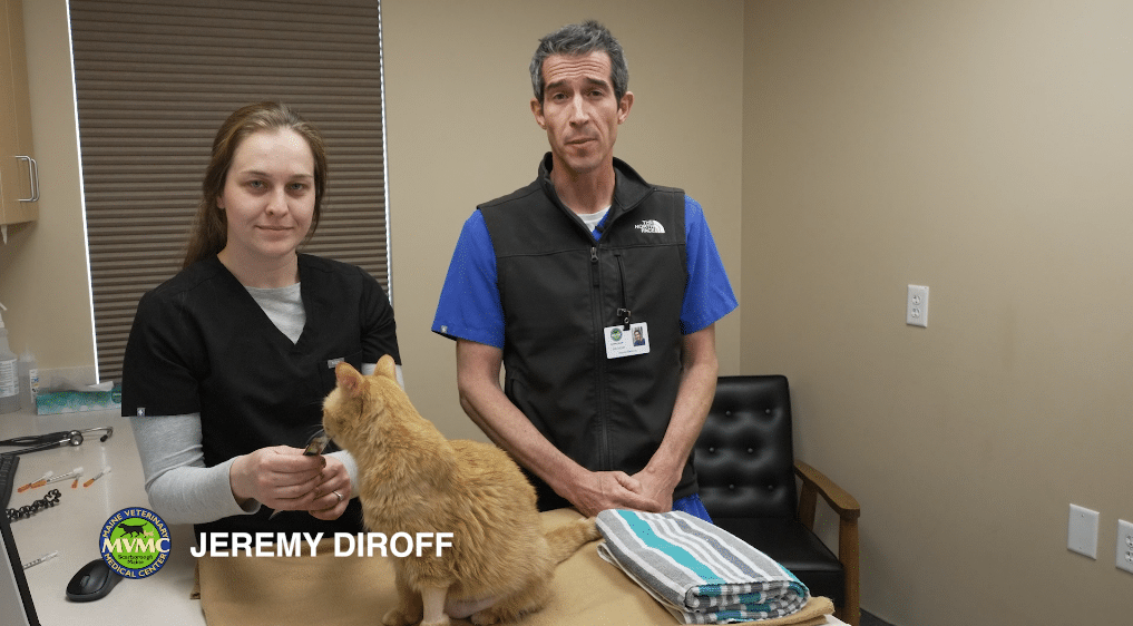 Insulin Injection Maine Veterinary Medical Center