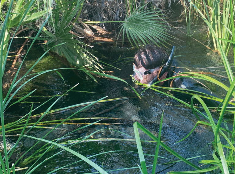 Biologists Log A Healthy Jump In Moapa Dace Numbers mvprogress