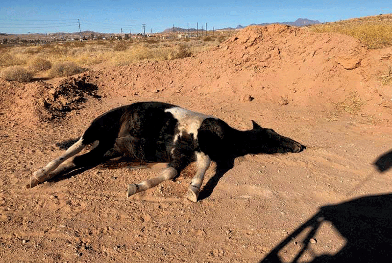 Dead Horse Dumped Illegally The Progress