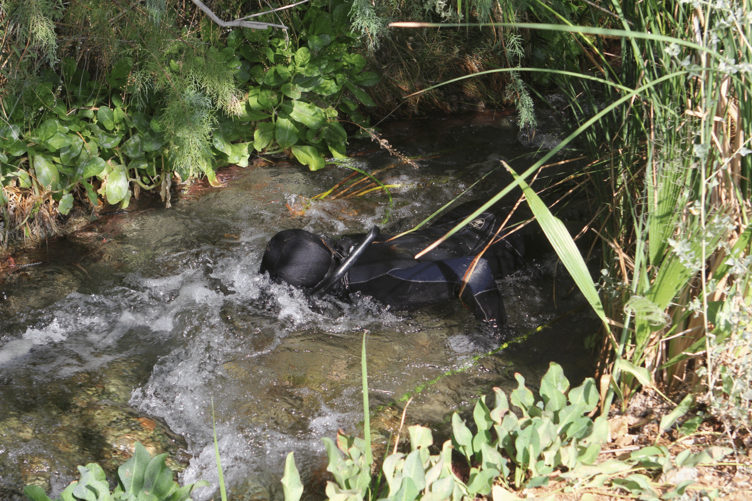 Moapa Dace Numbers Tick Up Once Again The Progress