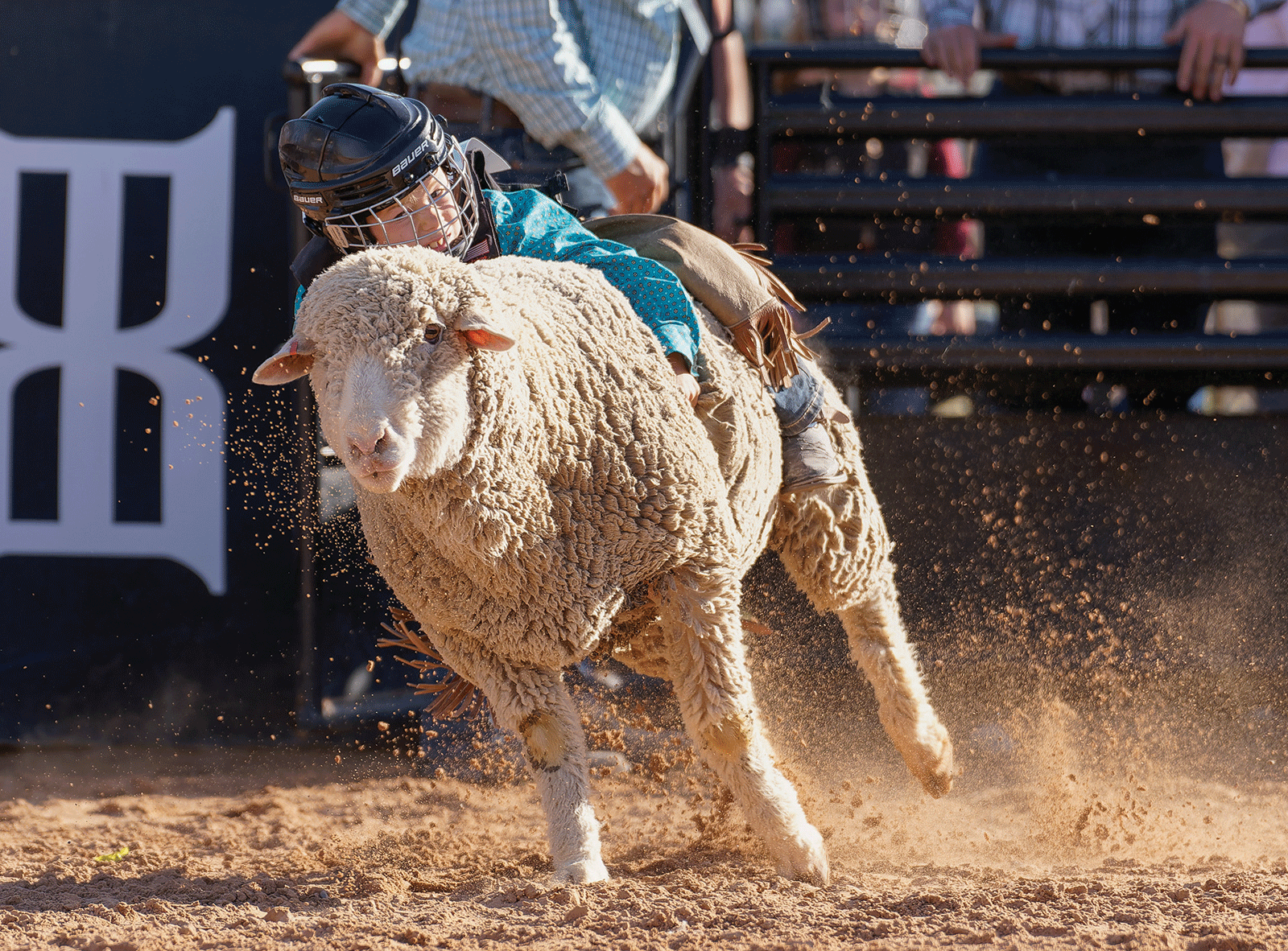 Mutton Bustin’ Fun at the Fair The Progress