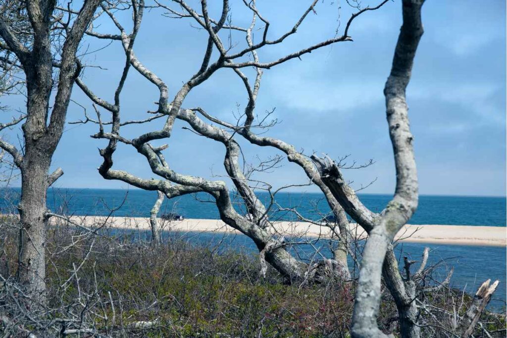 9 Unmissable Things To Do On Chappaquiddick for a day trip