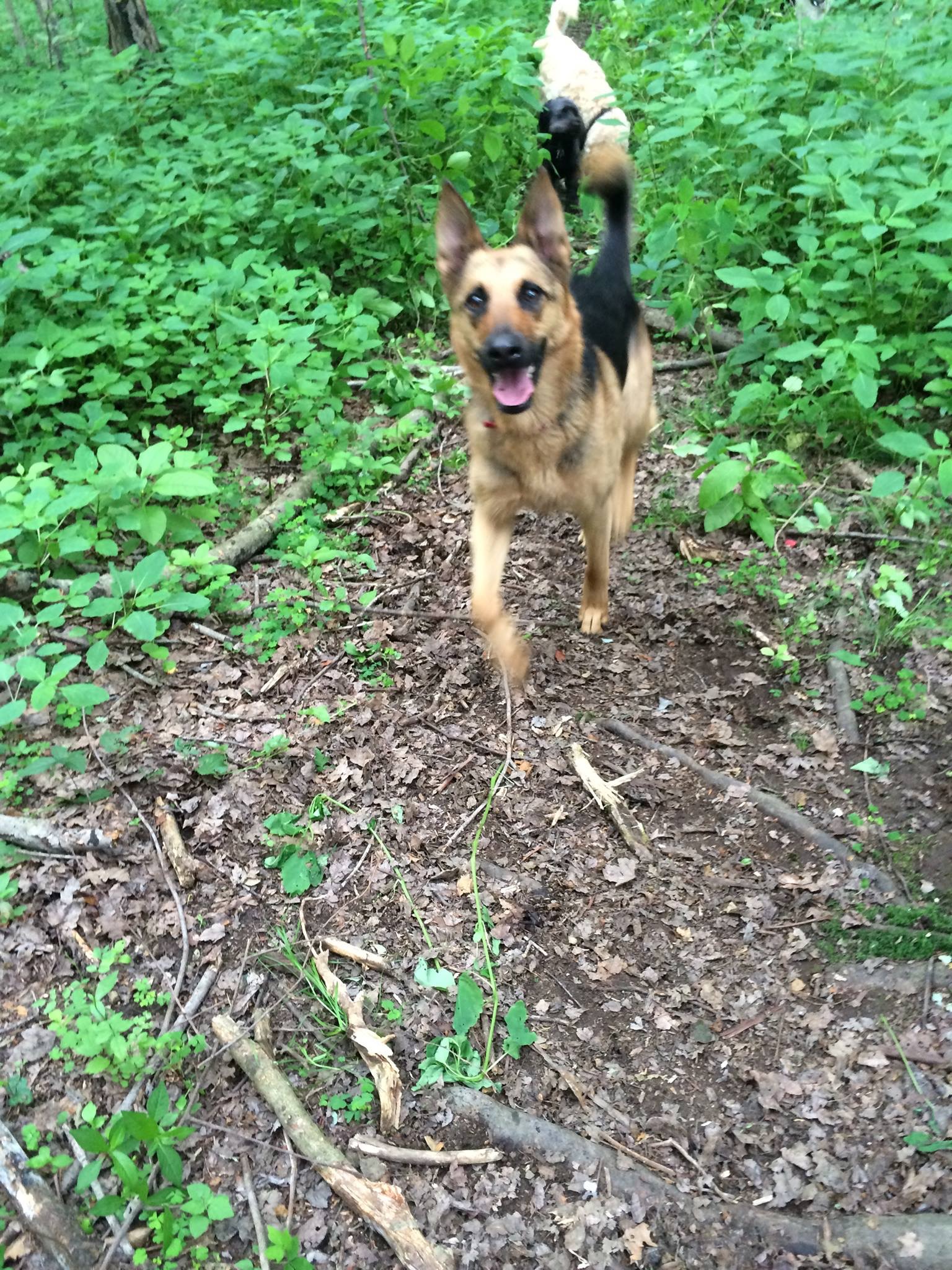 Metrowest Dog Lodge Dog boarding service in the Metrowest area