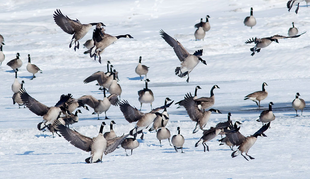 Manitoba Spring Canada geese Hunting Season Manitoba Wildlife Federation