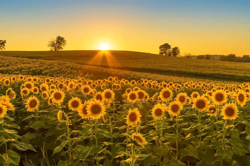 Museum of American Speed Best Museum in Nebraska for 2024