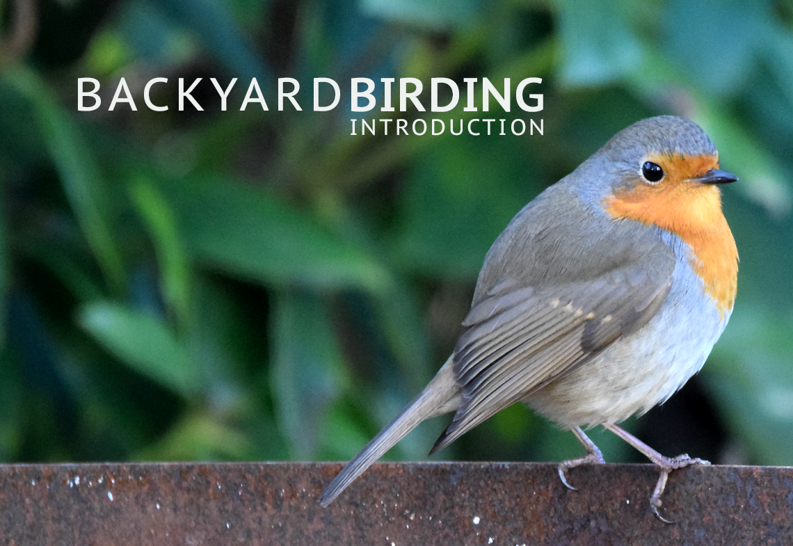 Backyard Birding Introduction [ MXV ] Max's Blog