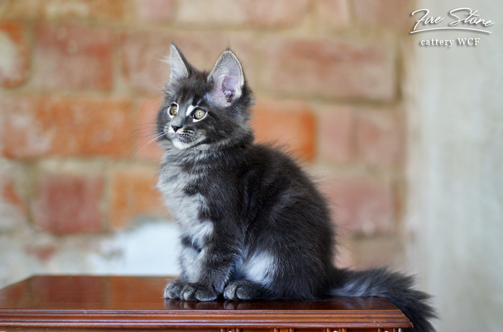 Litter "I" sold (Germany, Canada) Cattery "Fire Stone" WCF