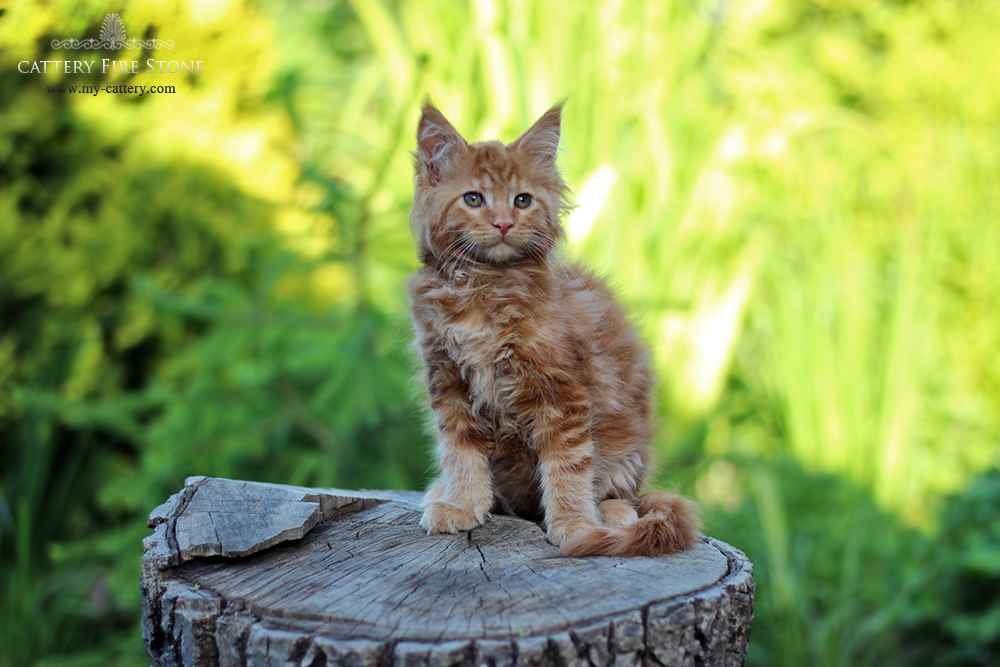 Kittens maine coon (alimony) sold (USA, Germany) Cattery