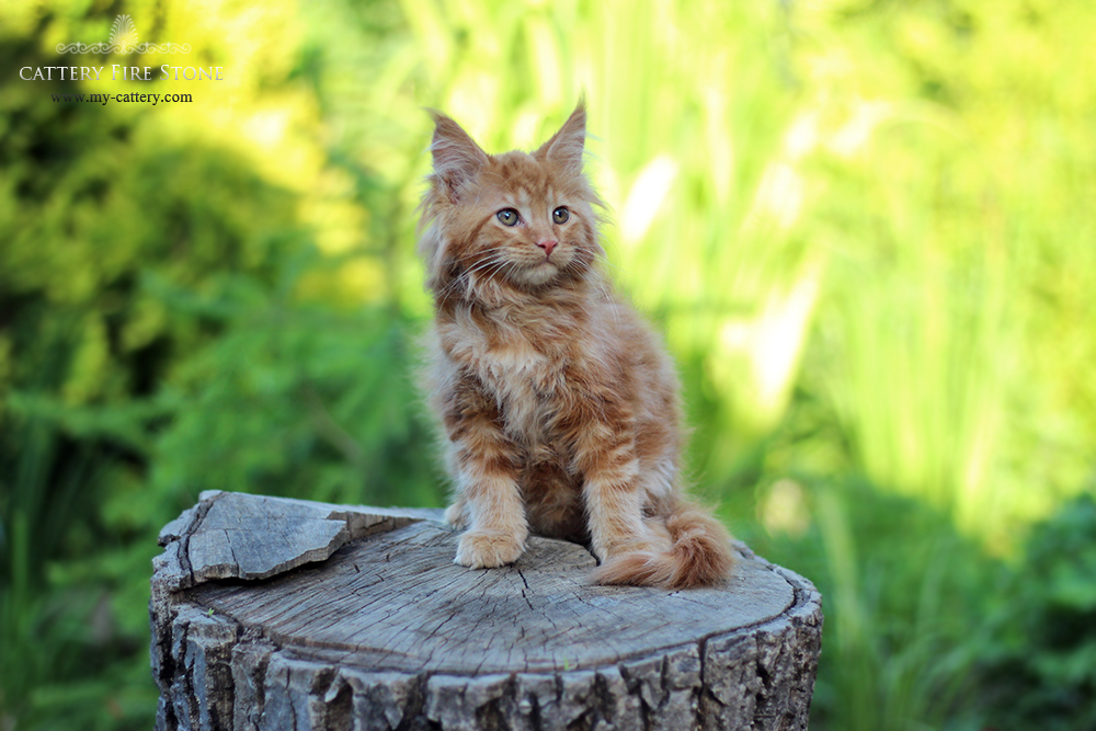 Kittens maine coon (alimony) sold (USA, Germany) Cattery