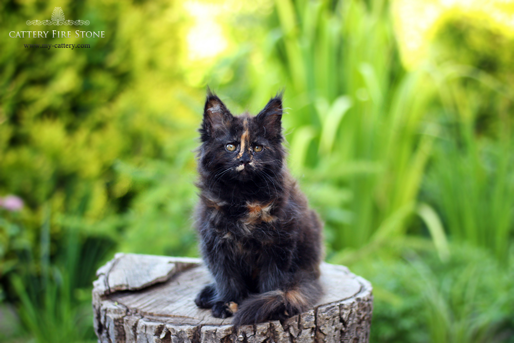 Kittens maine coon (alimony) sold (USA, Germany) Cattery