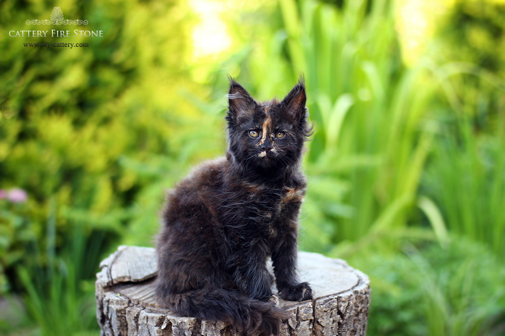 Kittens maine coon (alimony) sold (USA, Germany) Cattery