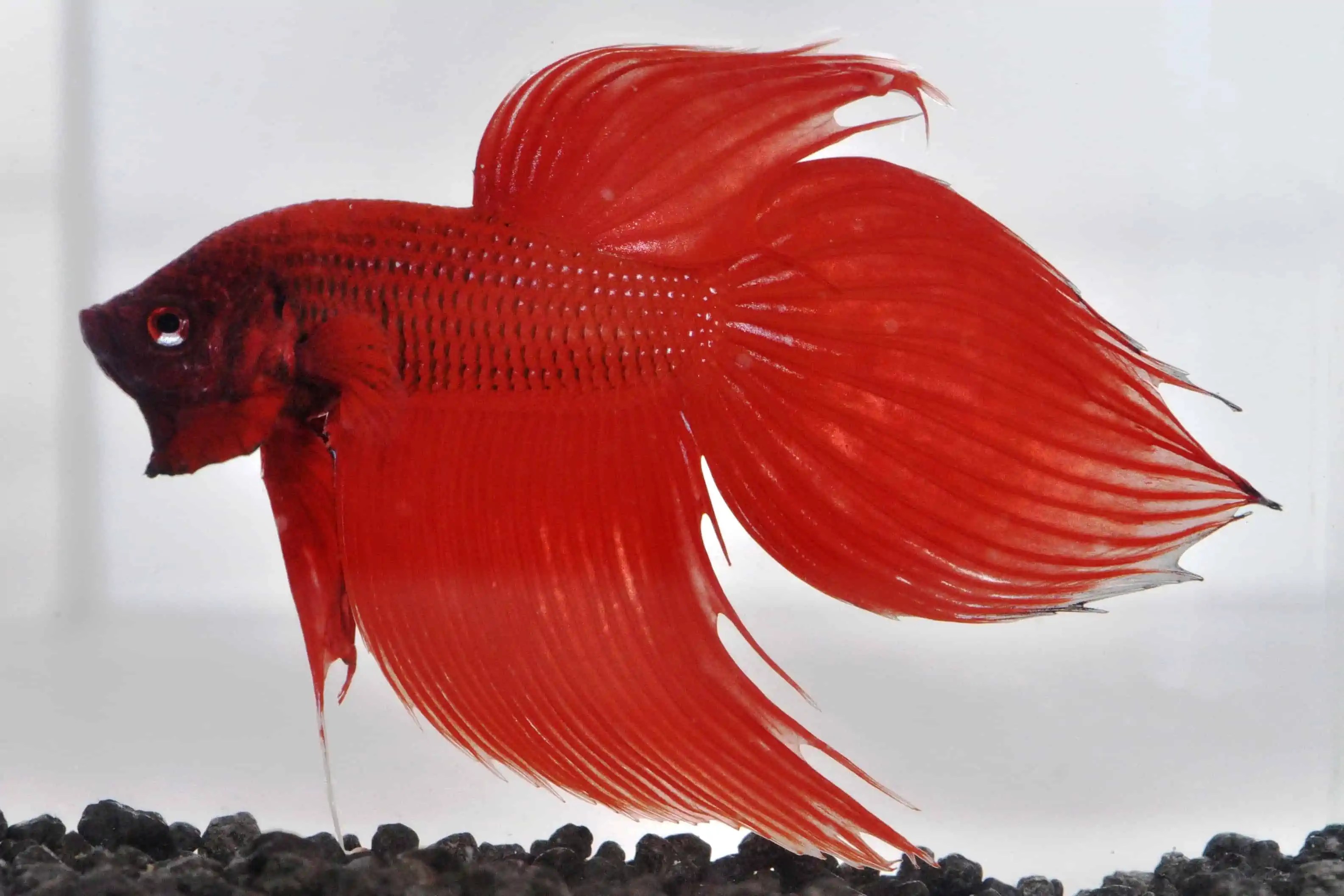 Betta splendens Siamesischer Kampffisch myfish