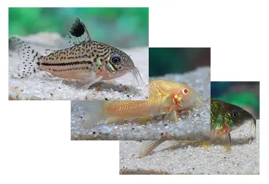Algenfresser nützliche Helfer im Aquarium myfish