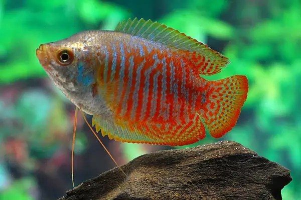Colisa lalia Zwergfadenfisch myfish