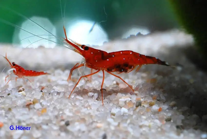 Caridina dennerli Kardinalsgarnele myfish Aus Freude an der