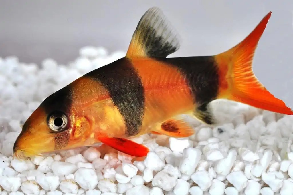 Chromobotia macracanthus Prachtschmerle myfish Aus
