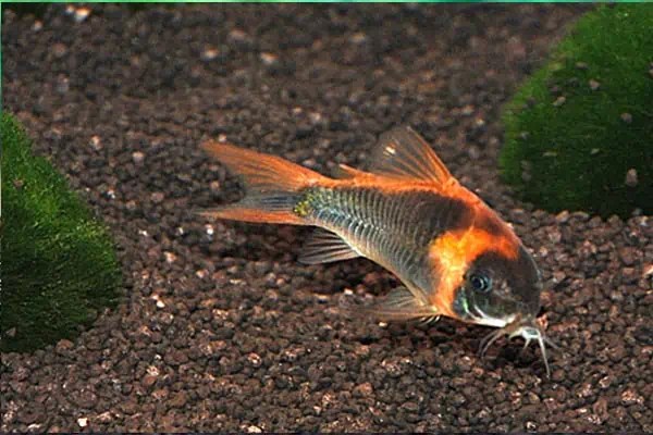 Welse myfish