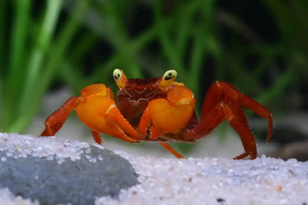 Geosesarma notophorum "Mandarin" Krabbe myfish Aus