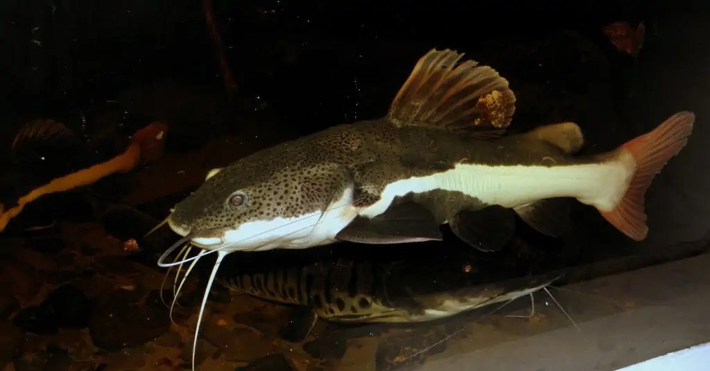 Phractocephalus hemioliopterus RotflossenAntennenwels