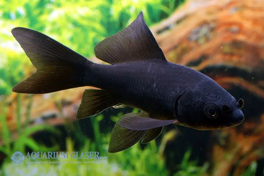 Carassius auratus Goldfisch myfish Aus Freude an der Aquaristik