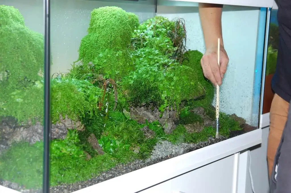 Aquascaping Tipps myfish Aus Freude an der Aquaristik