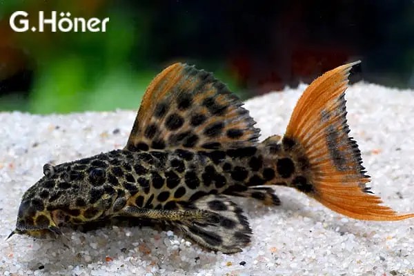 Pseudacanthicus cf. leopardus LeopardKaktuswels myfish