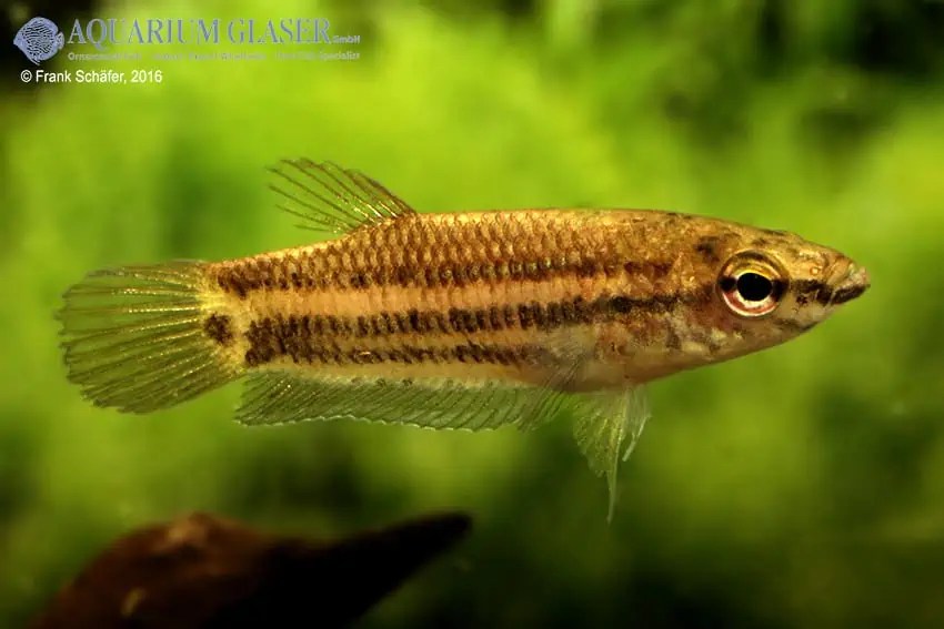 Betta simplex KrabiKampffisch myfish Aus Freude an der Aquaristik