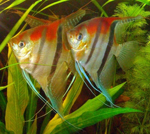 Elternzeit bei Buntbarschen Von aufopfernden Müttern,