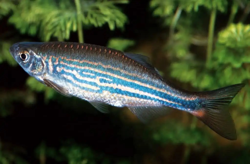 Bärblinge Danio, Devario & Co. myfish Aus Freude an der Aquaristik