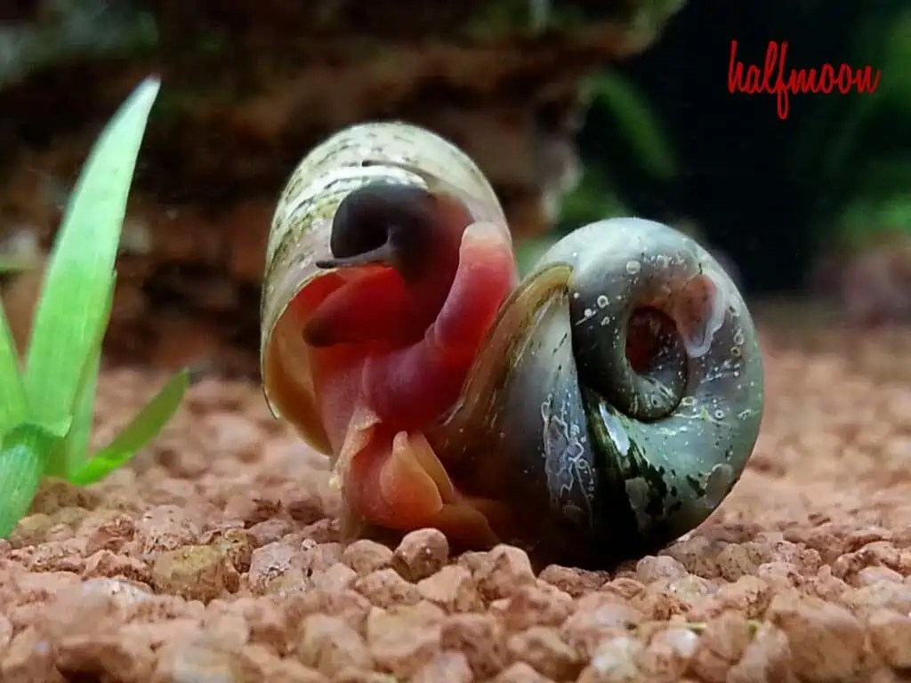 Planorbarius Posthornschnecke myfish Aus Freude an