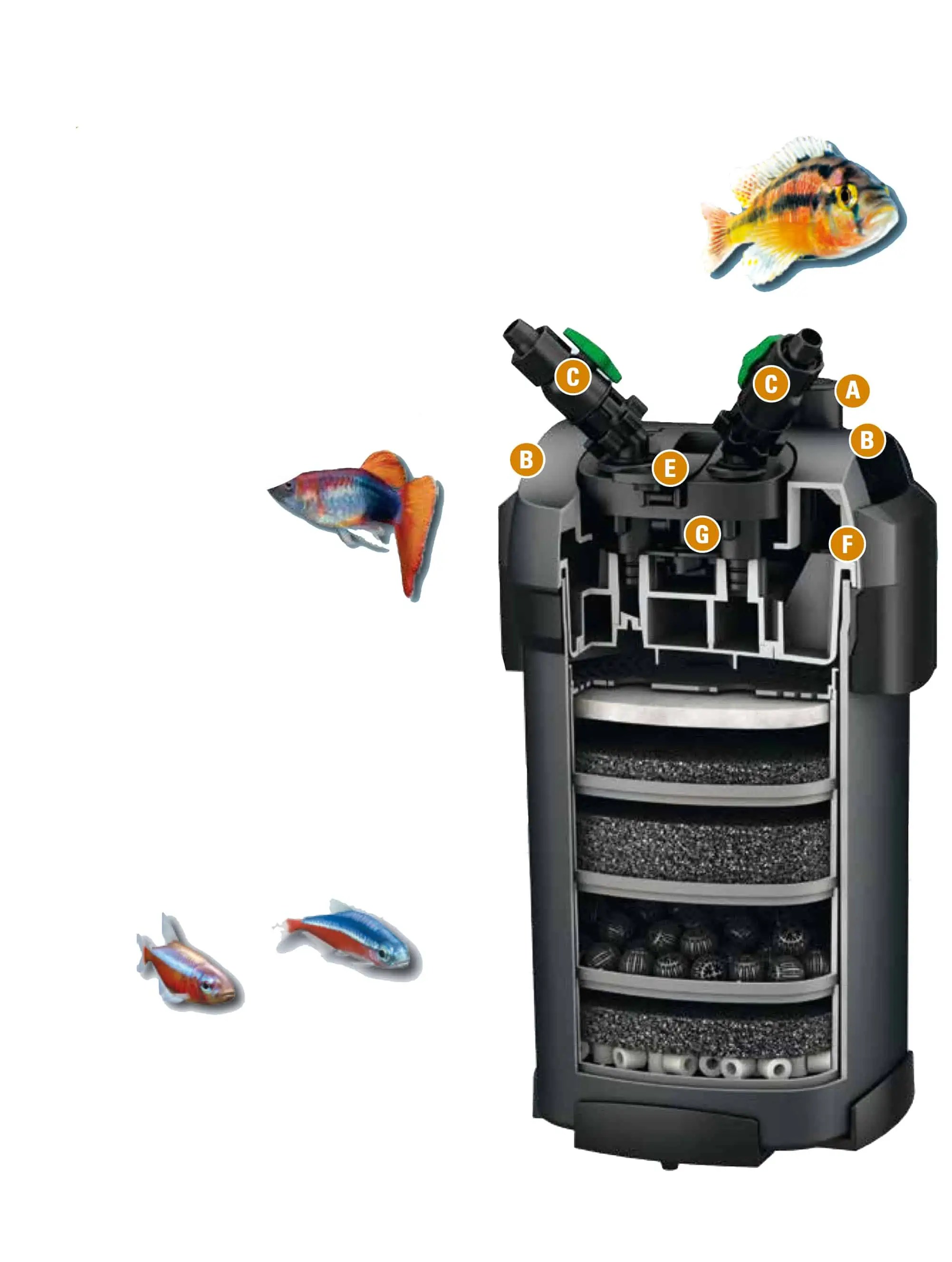 Filterung im Aquarium myfish Aus Freude an der Aquaristik