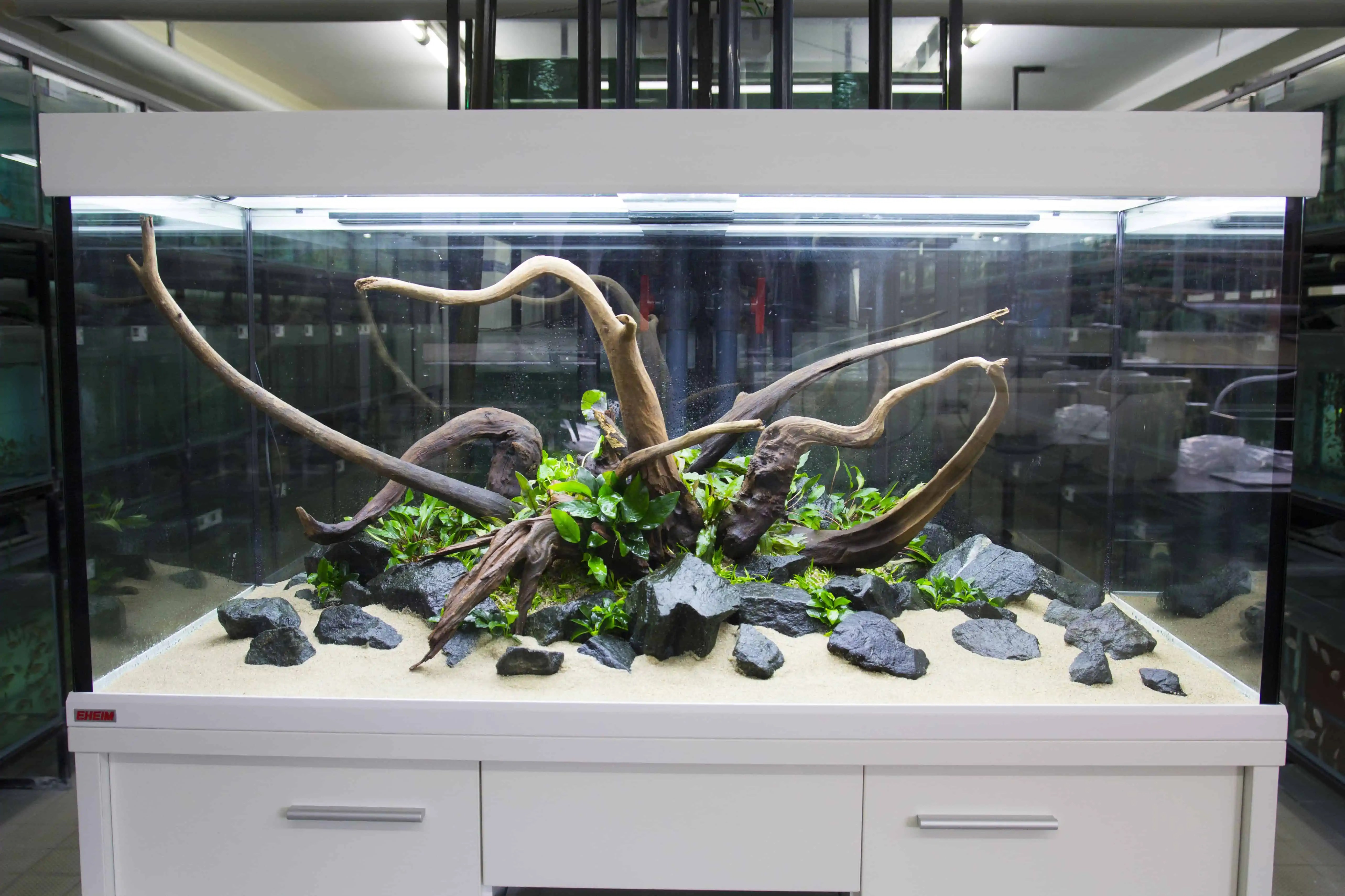 450 Liter Diskus Aquariengestaltung Flowgrow