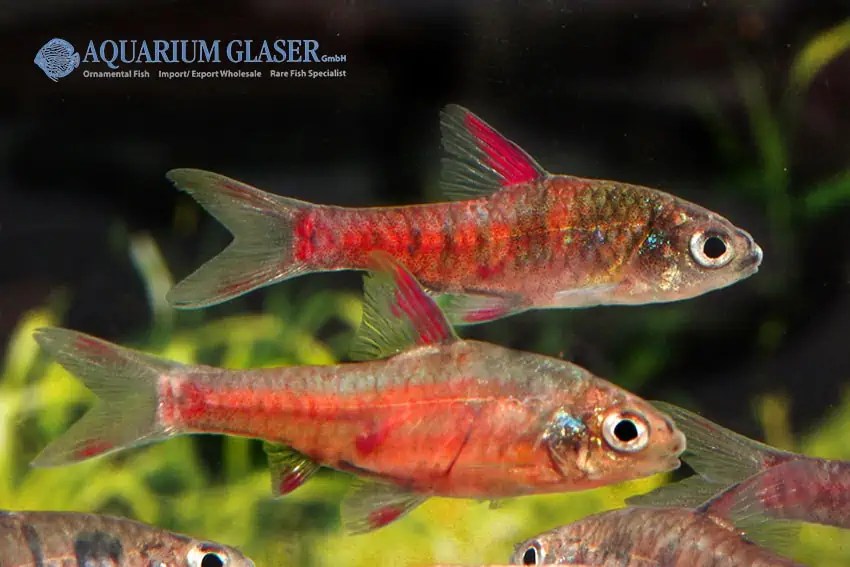 Barbus jae myfish Aus Freude an der Aquaristik