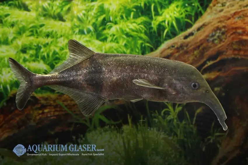 Campylomormyrus compressirostris Elefantenfisch myfish Aus