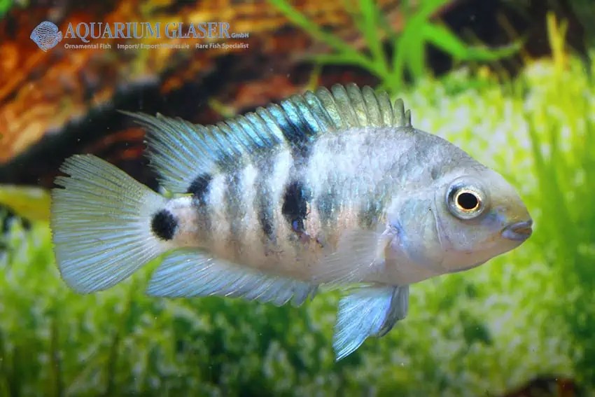 Amatitlania sp. Honduras Red Point myfish Aus Freude an der Aquaristik