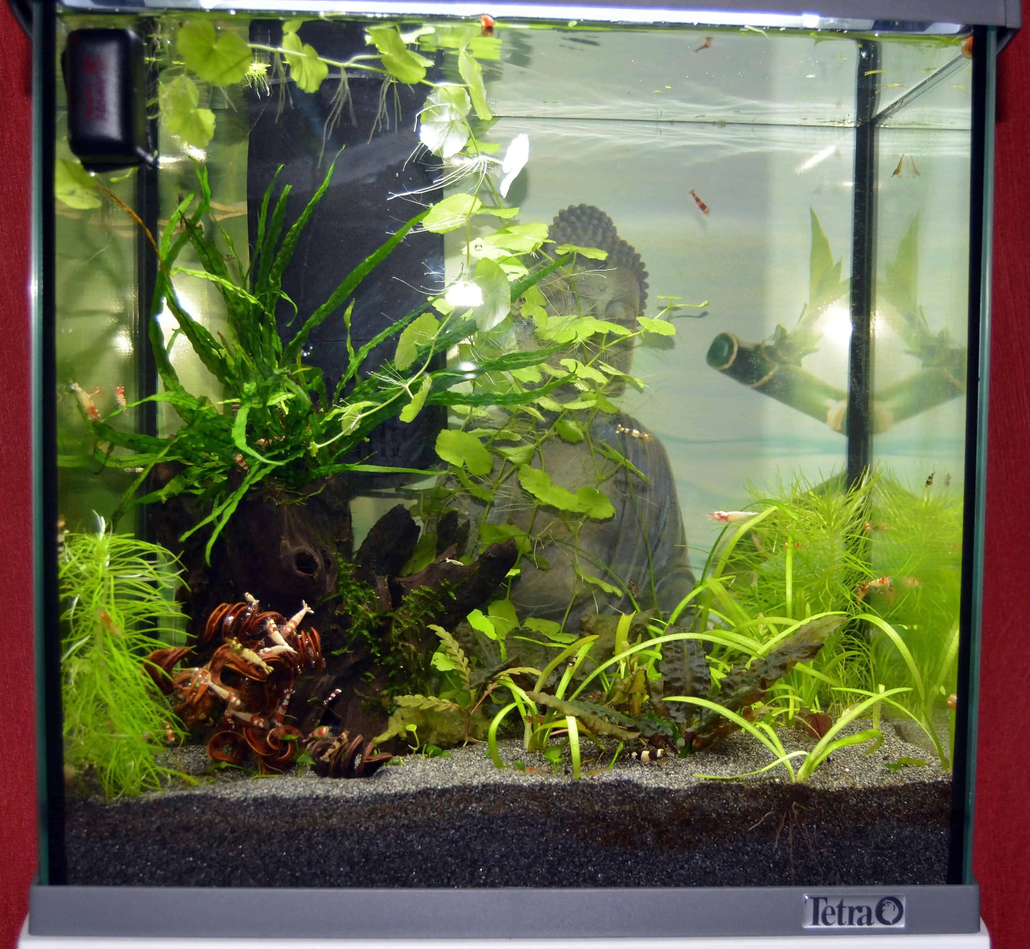 Das Garnelenaquarium myfish Aus Freude an der Aquaristik