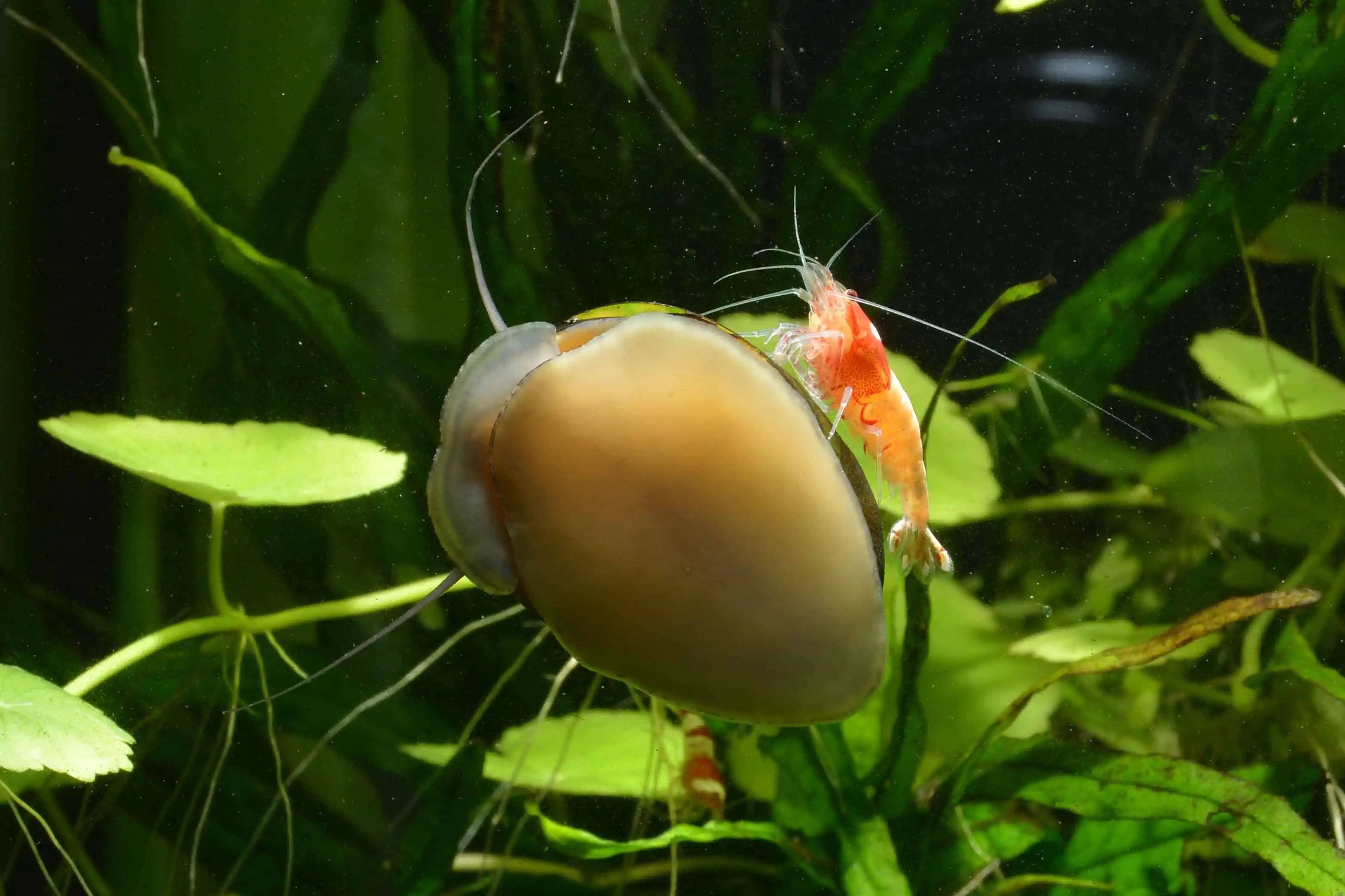 Das Gesellschaftsaquarium myfish Aus Freude an der Aquaristik