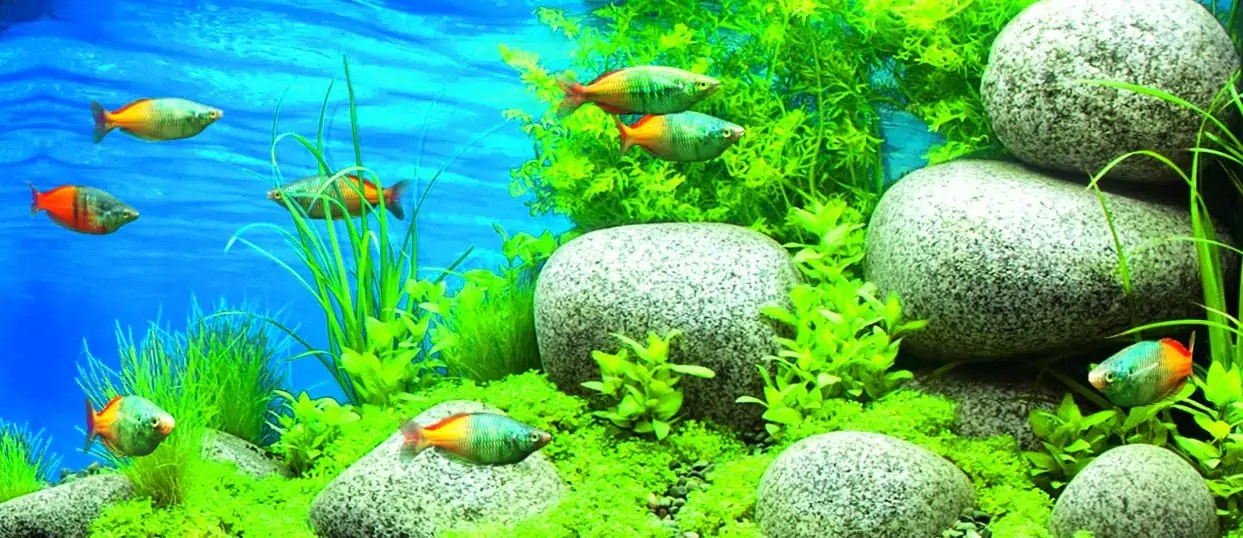 Axolotl … und ewig grinst der Querzahnmolch myfish