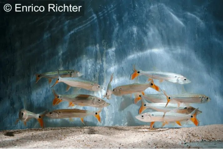 Acestrorhynchus altus Roter Hundssalmler myfish Aus Freude an