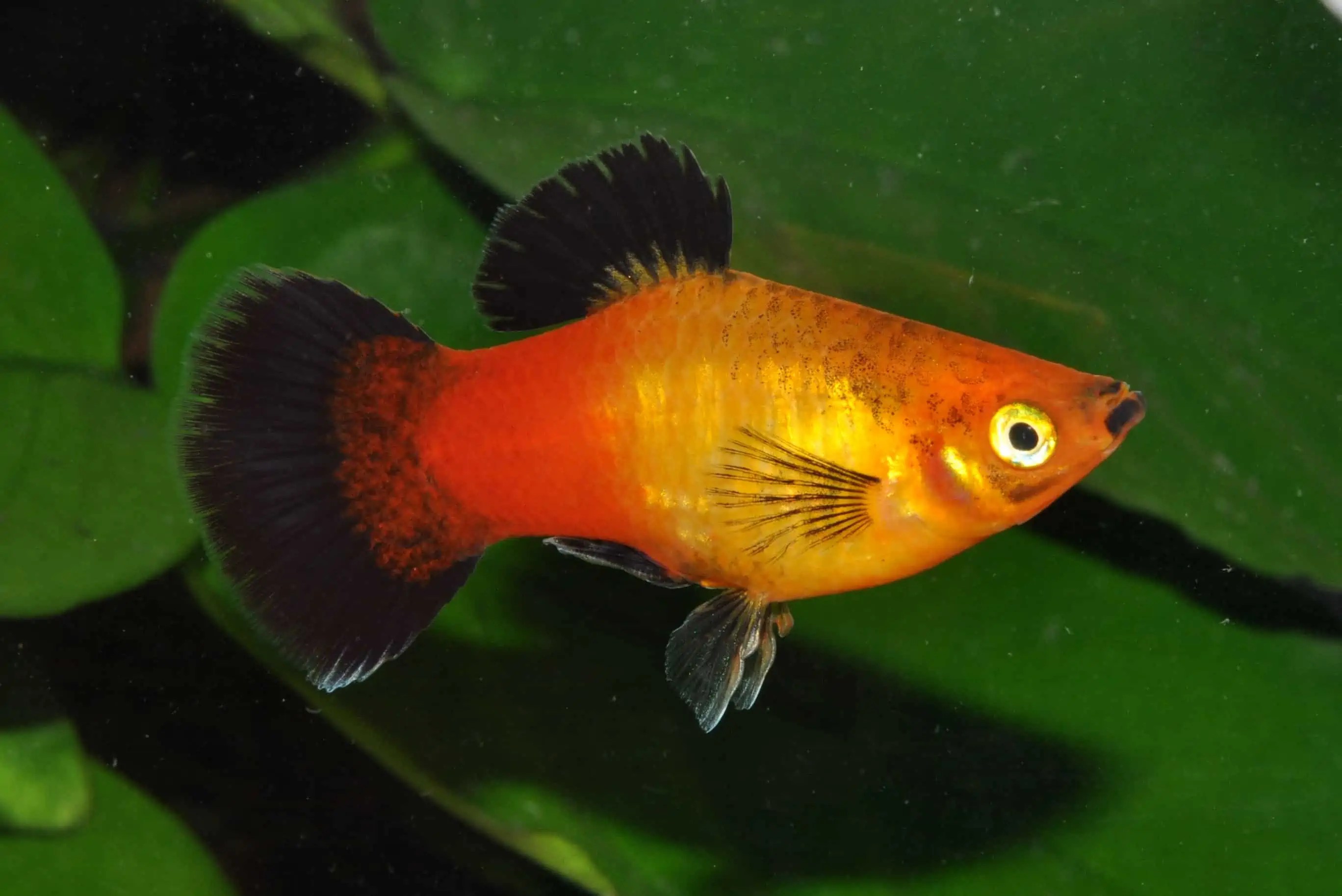 Kein Durchblick im Aquarium? Diese Putzer helfen bei Algen