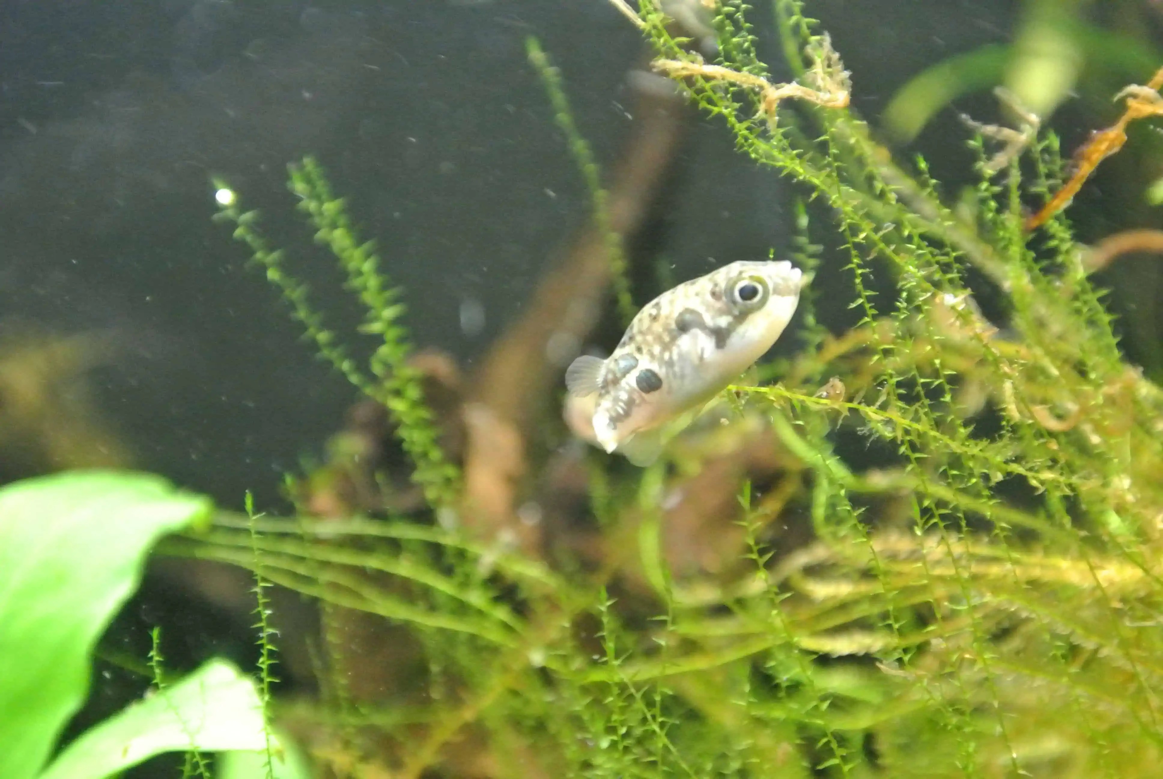 Carinotetraodon travancoricus myfish Aus Freude an