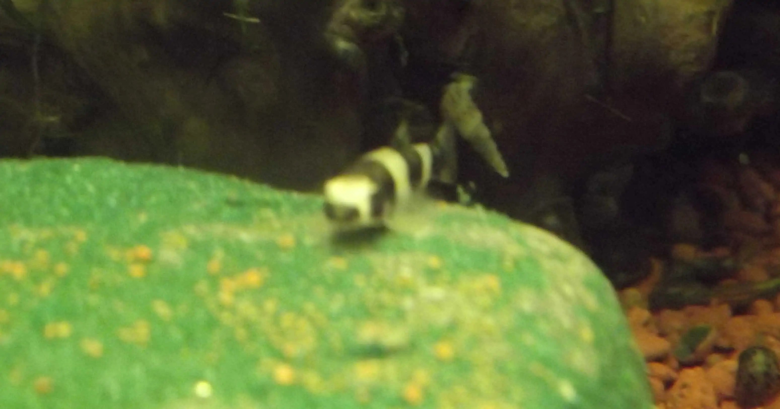 YAOSHANIA PACHYCHILUS myfish Aus Freude an der Aquaristik