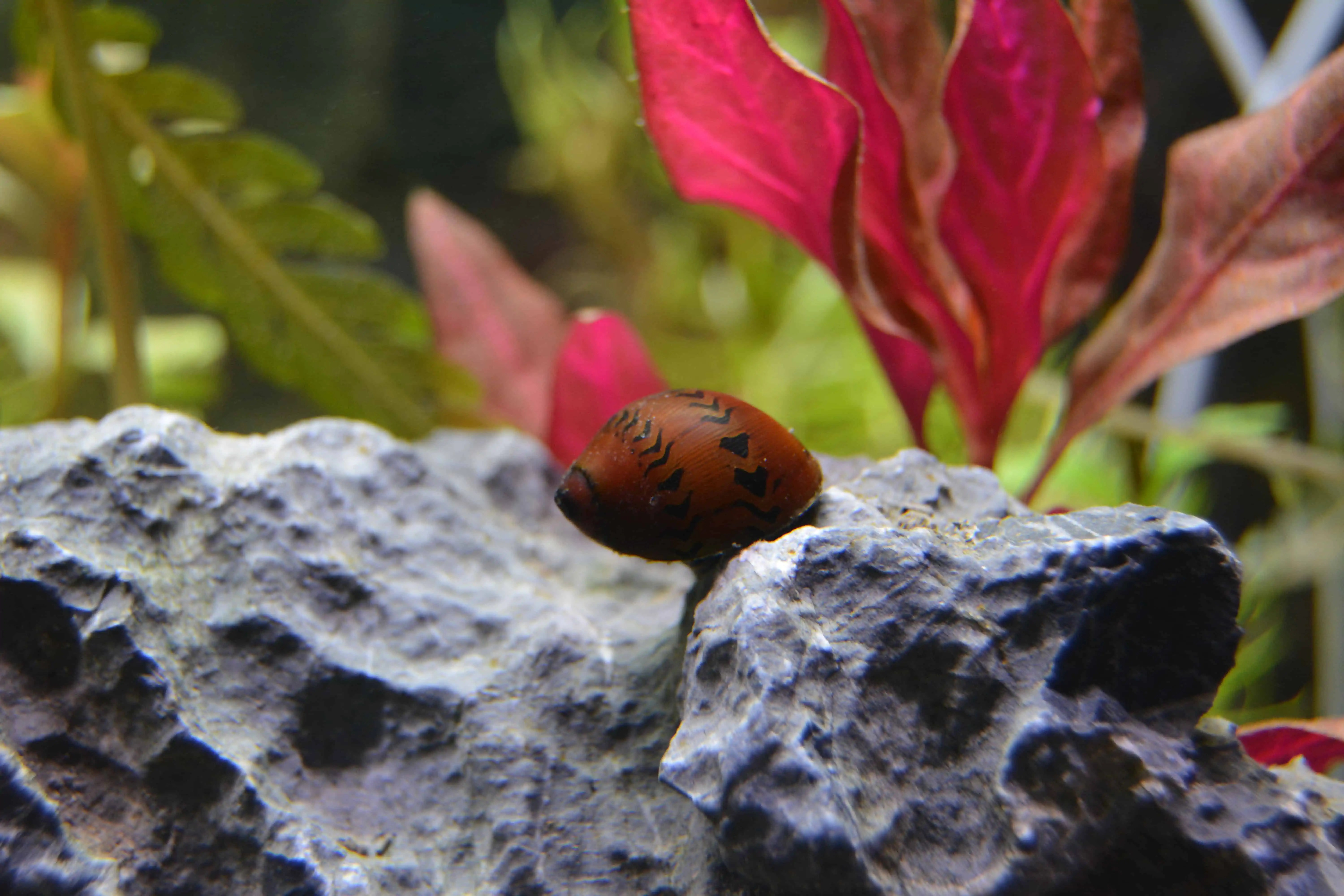 Einzug ins Aquarium Fische richtig einsetzen myfish Aus Freude an der Aquaristik