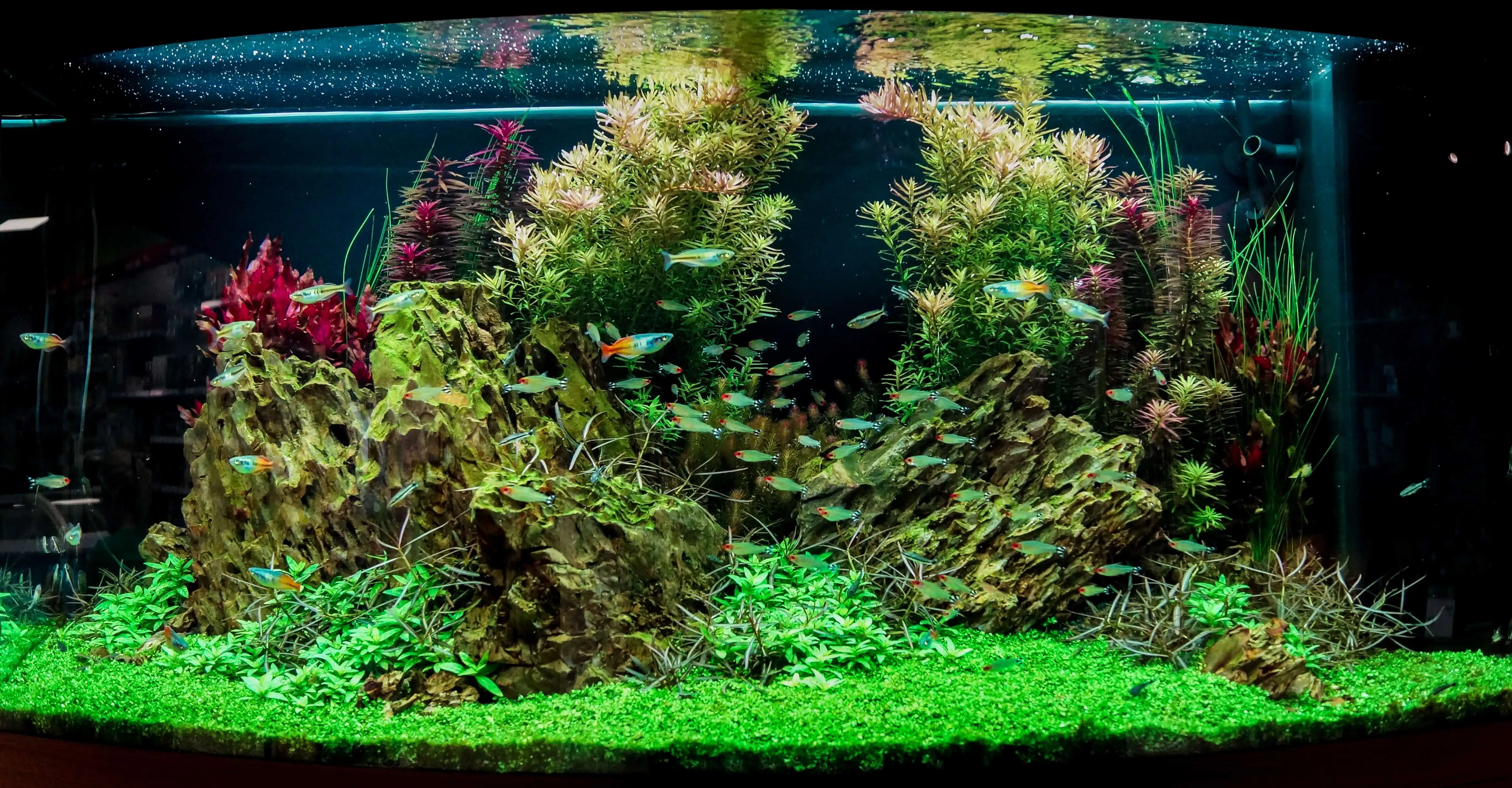 Schauaquarien im Zoofachhandel myfish Aus Freude an