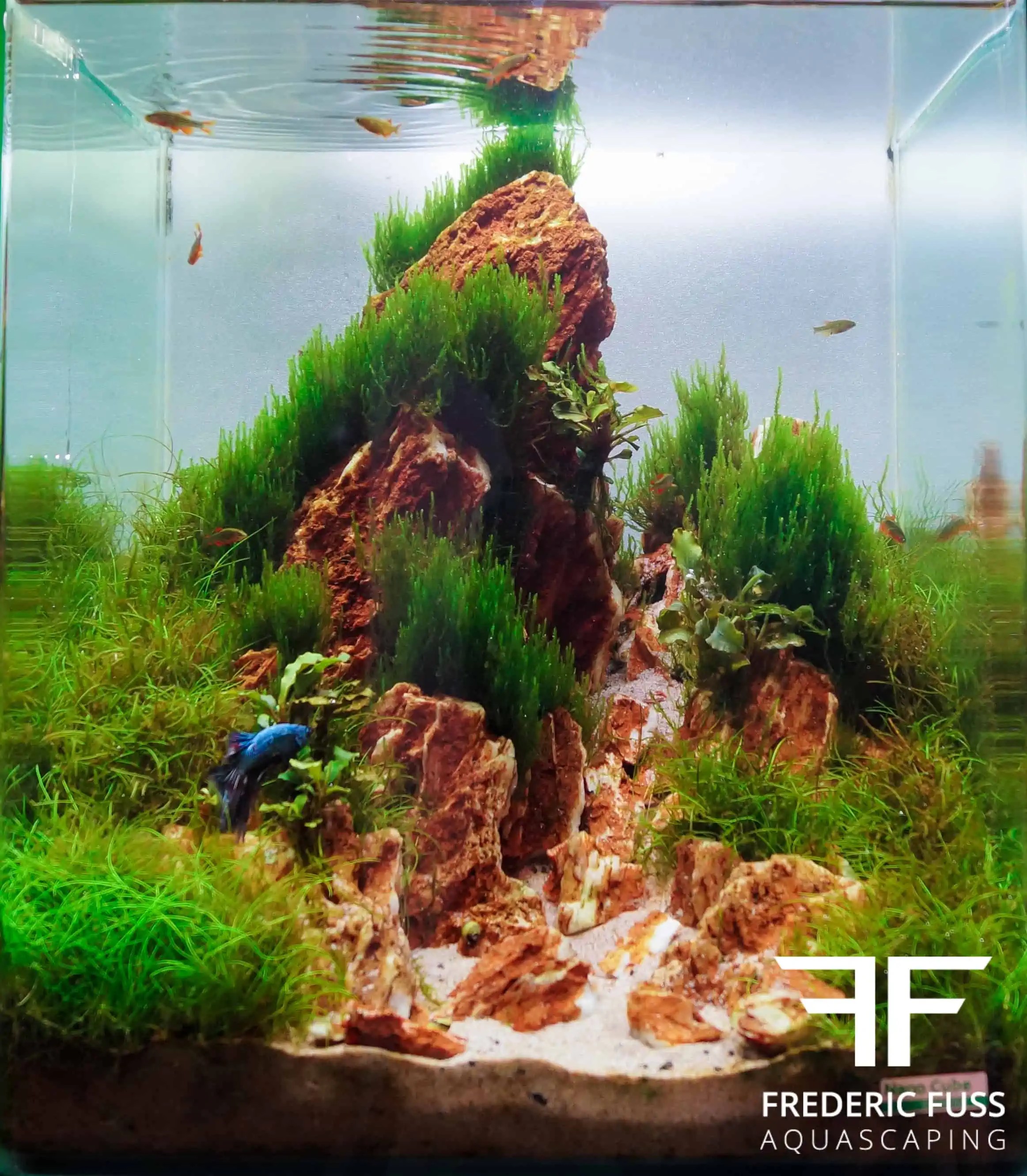 Schauaquarien im Zoofachhandel myfish Aus Freude an