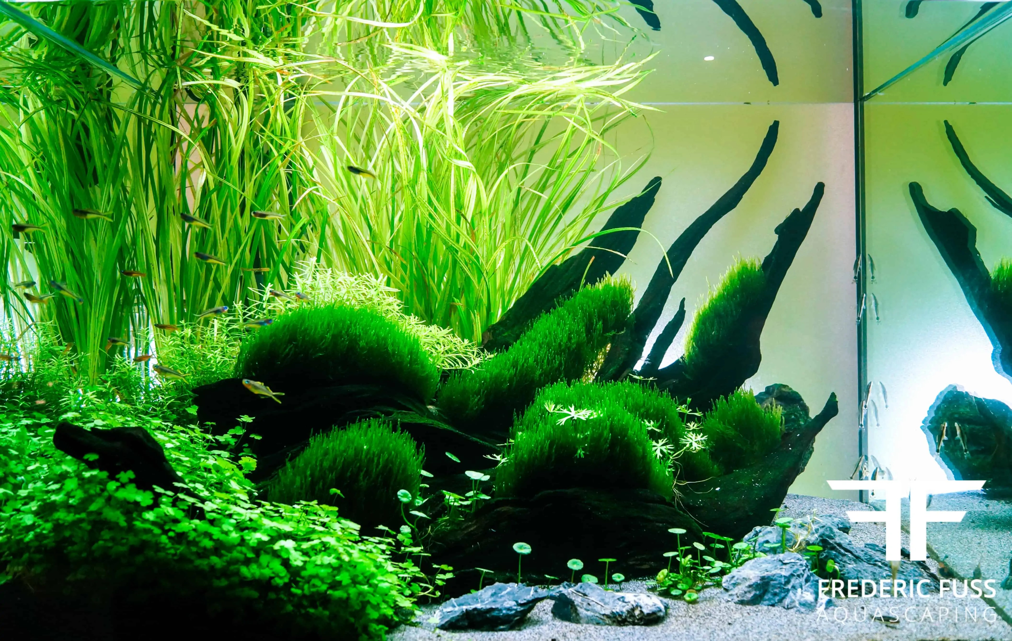 Schauaquarien im Zoofachhandel myfish Aus Freude an